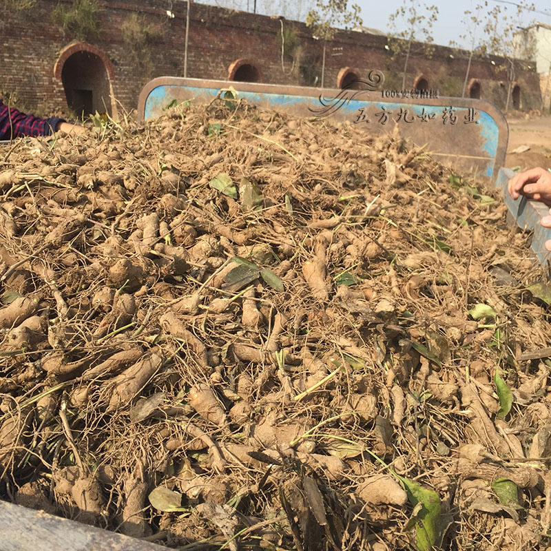 鮮白術(shù)最新價(jià)格，探尋自然美景與藥材之旅