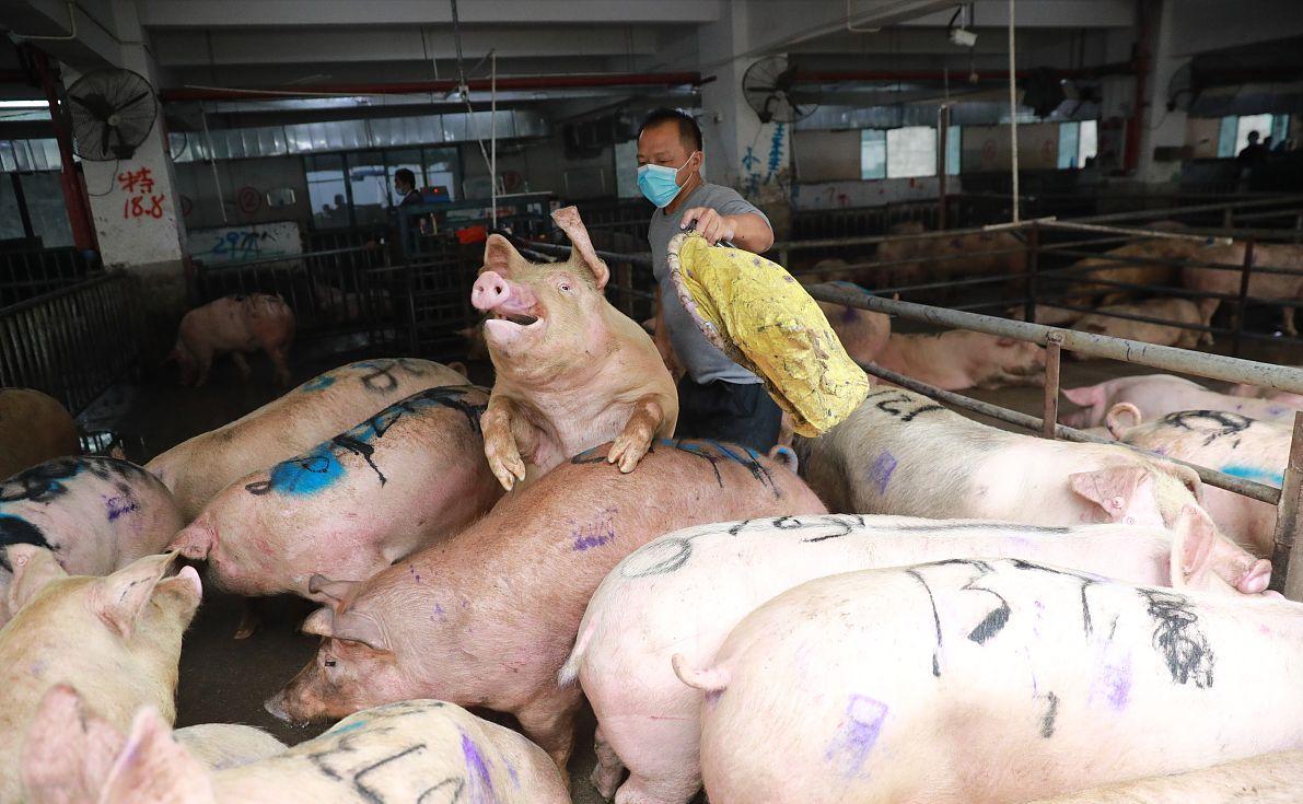 科技引領(lǐng)未來(lái)，最新小麥價(jià)格行情實(shí)時(shí)查詢動(dòng)態(tài)掌握