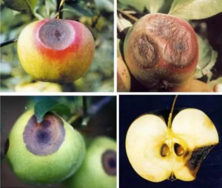 最新炭疽病治療藥物，變化、學(xué)習(xí)與信心的力量探索