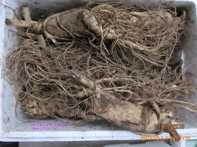 人參最新價格及市場走勢、品質(zhì)鑒別全解析