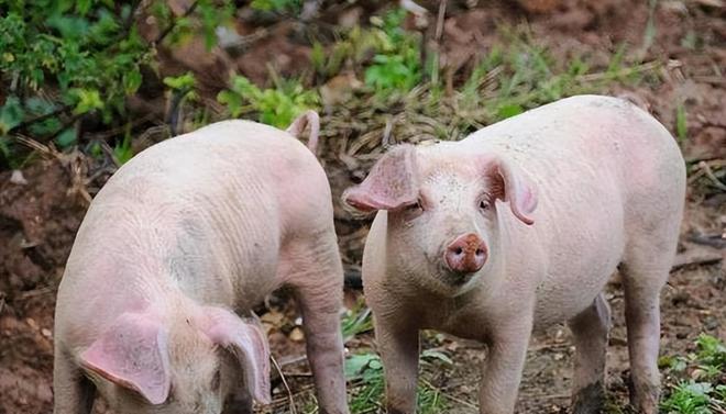 時(shí)代背景下的市場(chǎng)洞察，母豬價(jià)格最新行情分析