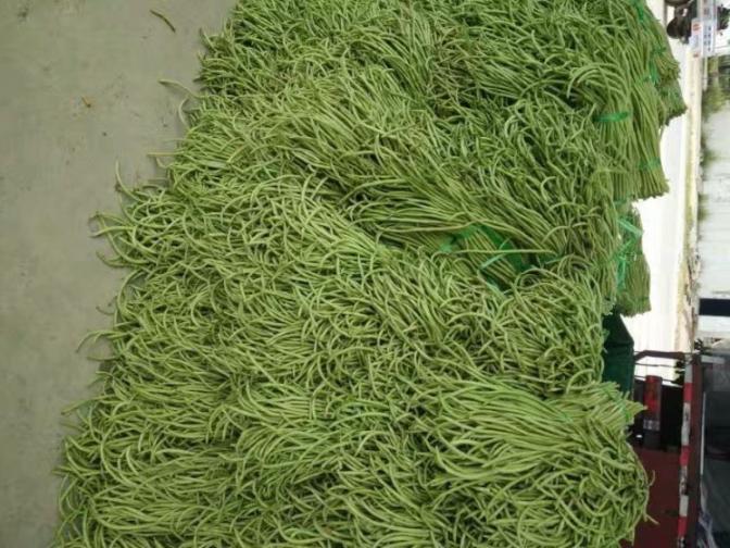 合浦豆角最新價格指南，獲取與比較豆角價格的方法及最新價格更新通知