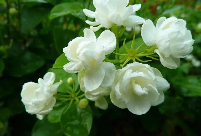 花香滿園最新章節(jié)獲取攻略，輕松閱讀新書章節(jié)的步驟