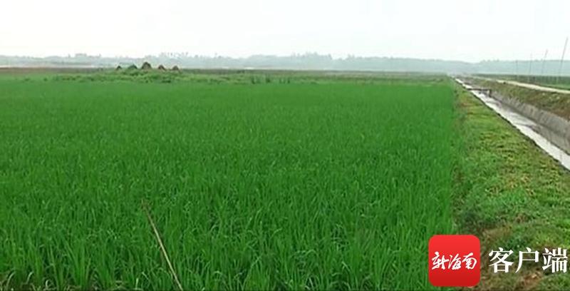 澄邁最新動態(tài)，自然美景探索之旅，尋覓內(nèi)心平和與寧靜的旅程