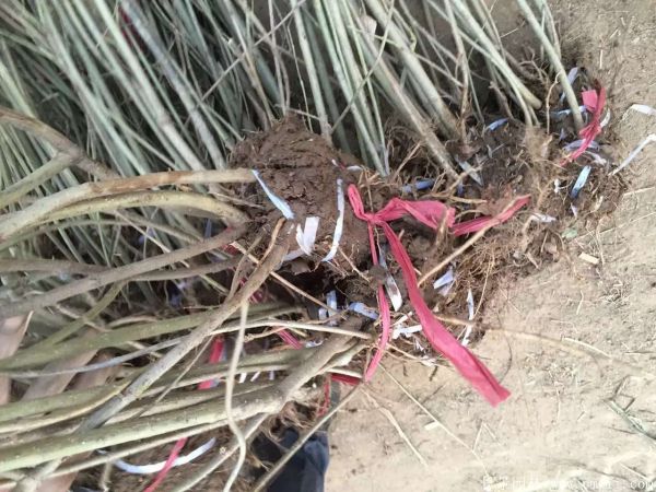 連翅最新價(jià)格深度解析，歷史背景、重要事件與地位探討