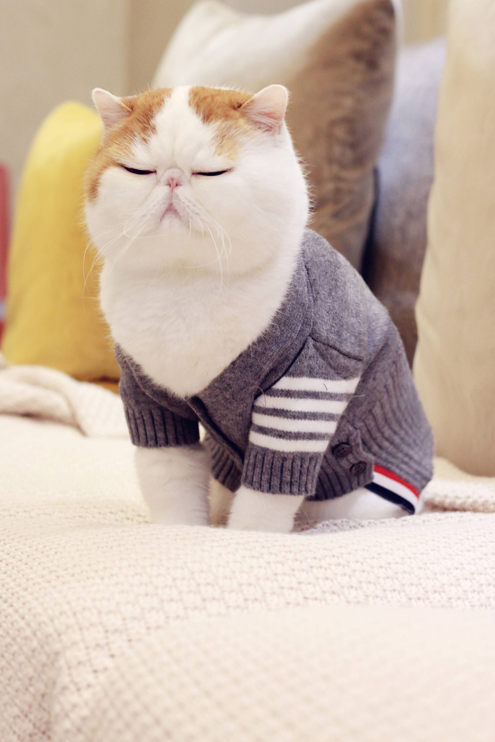 小胖Snoopy最新萌照，瞬間融化人心！