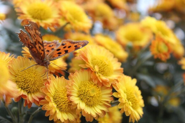 番茄最新作品，用學(xué)習(xí)之鑰，開啟自信與成就的大門