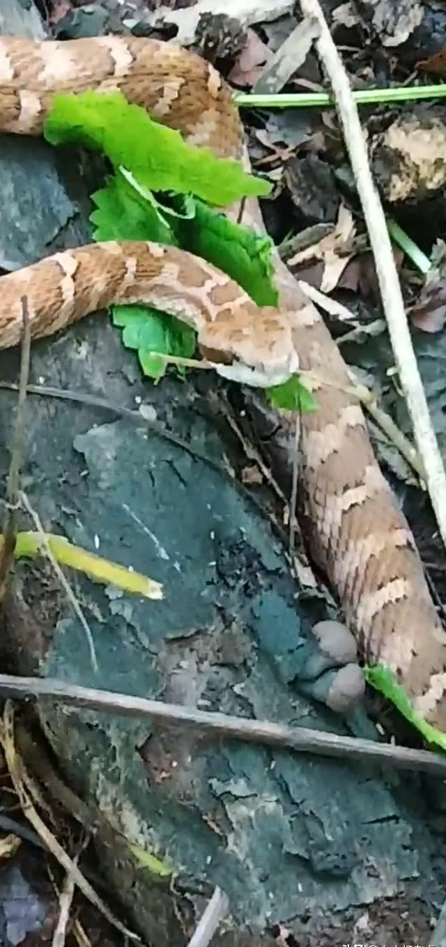 云南水怪最新動(dòng)態(tài)與神秘小巷獨(dú)特小店探秘