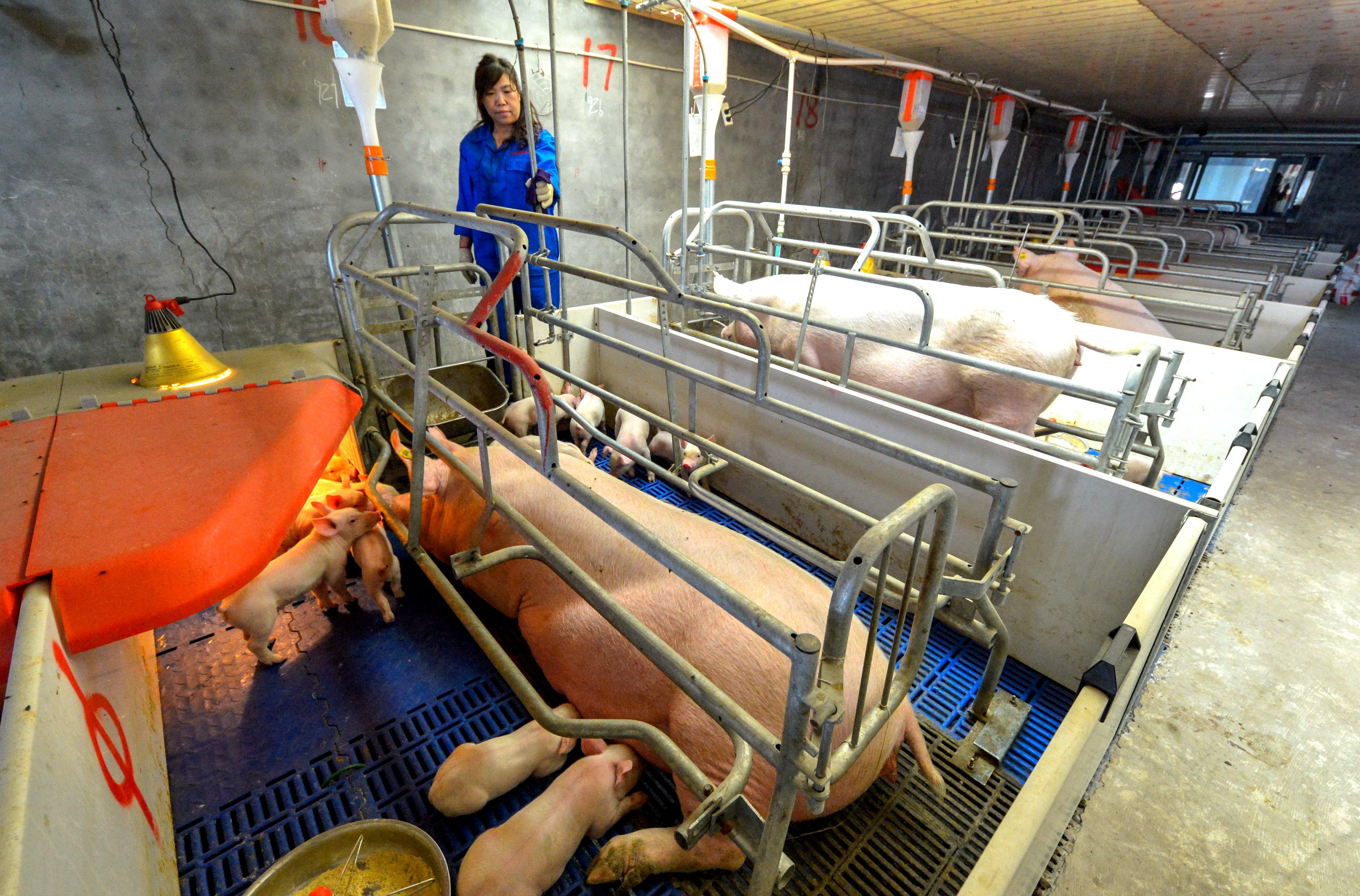 河北仔豬最新價格揭秘，小巷中的寶藏探索