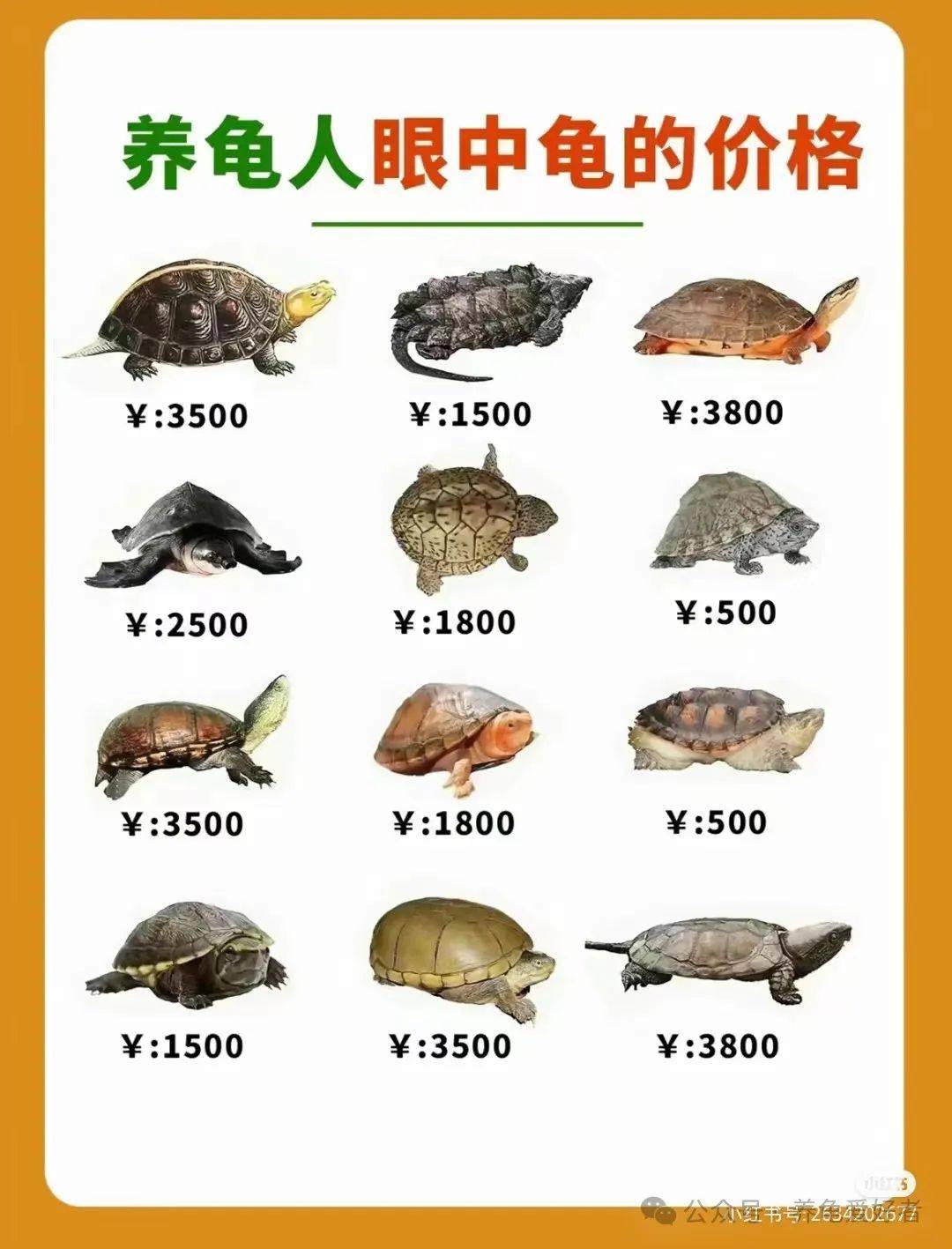 草龜最新價格及市場走勢多元觀點(diǎn)分析