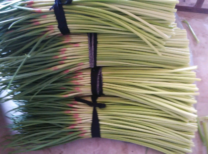 開封蒜薹最新價格揭秘??