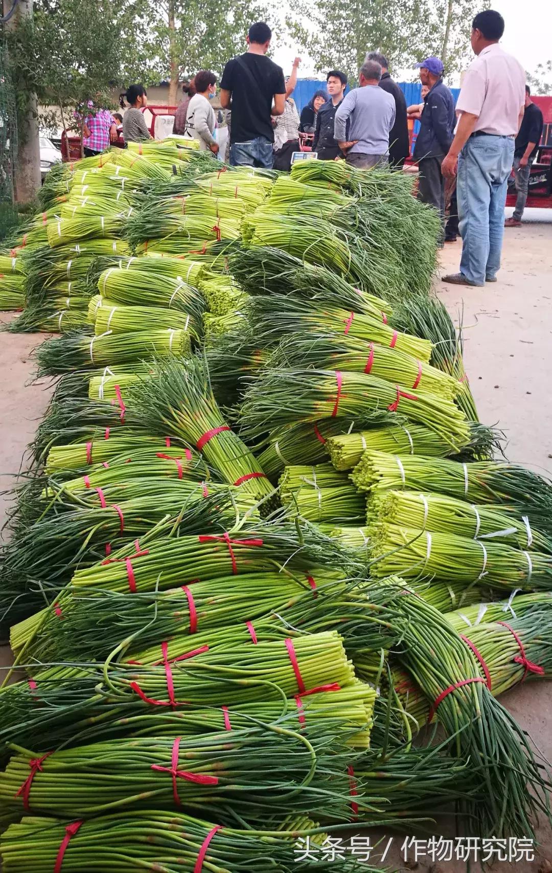 大蒜的奇妙旅程與溫馨故事，最新大蒜資訊報道