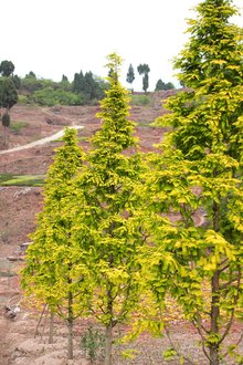 最新彩葉樹(shù)種種植與養(yǎng)護(hù)指南，從選種到養(yǎng)護(hù)一步到位！