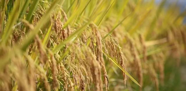 蒼南最新動(dòng)態(tài)，變化中的力量，學(xué)習(xí)鑄就自信與成就