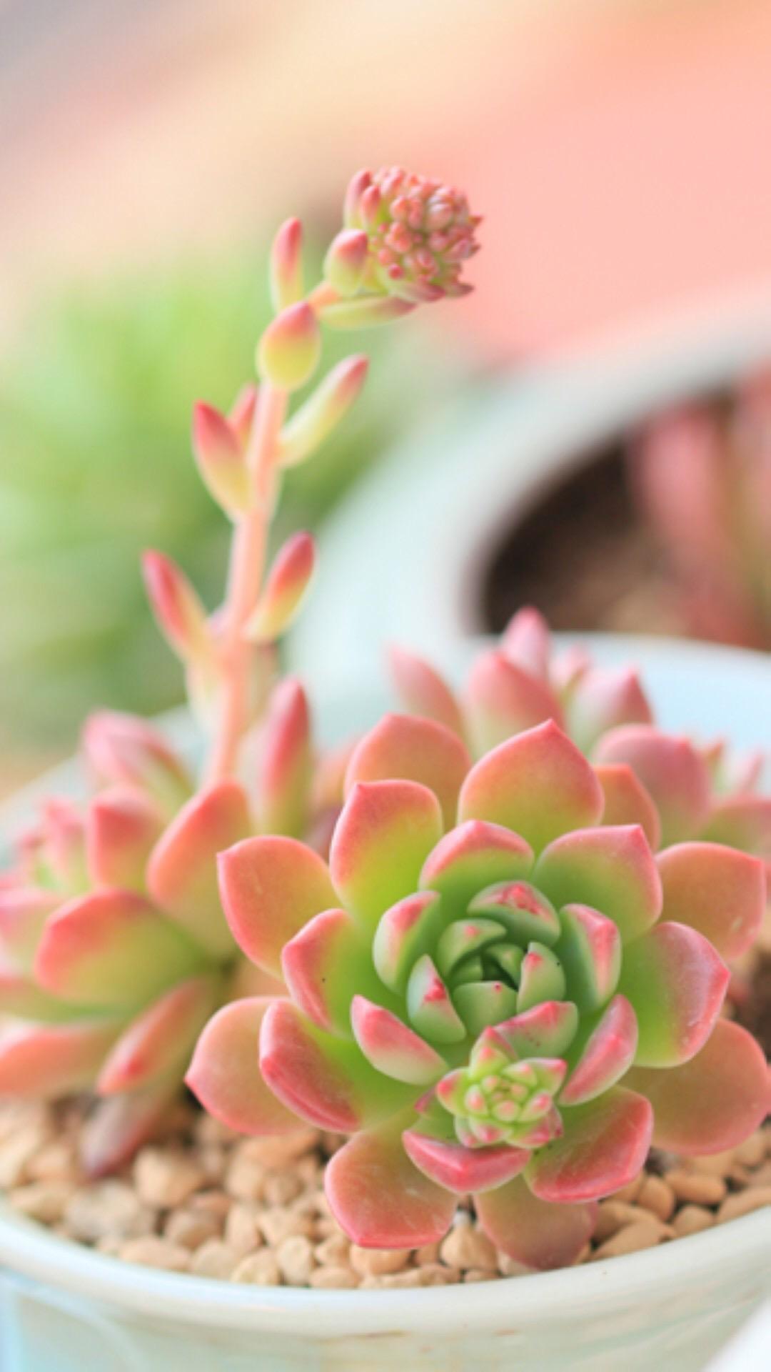 最新多肉植物，獨(dú)特的植物美學(xué)觀(guān)點(diǎn)探討