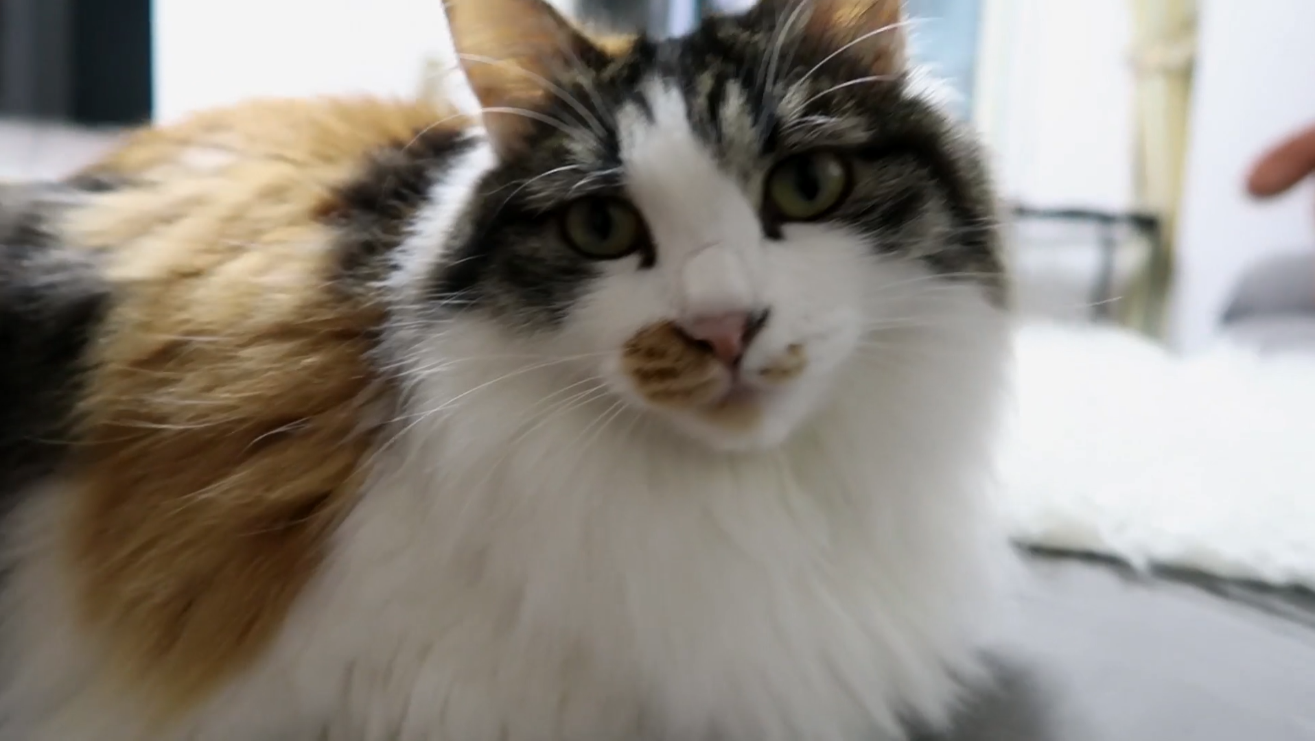 Maomi最新域名網(wǎng)站，時(shí)尚潮流的前沿引領(lǐng)者