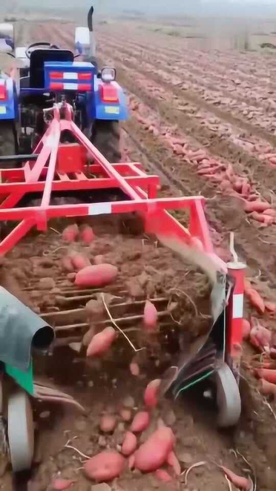 科技革新引領紅薯挖掘新紀元，最新挖紅薯機器亮相！