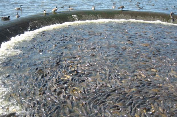 美國鯉魚成災背后秘密揭秘，鯉魚泛濫與小巷獨特小店的故事