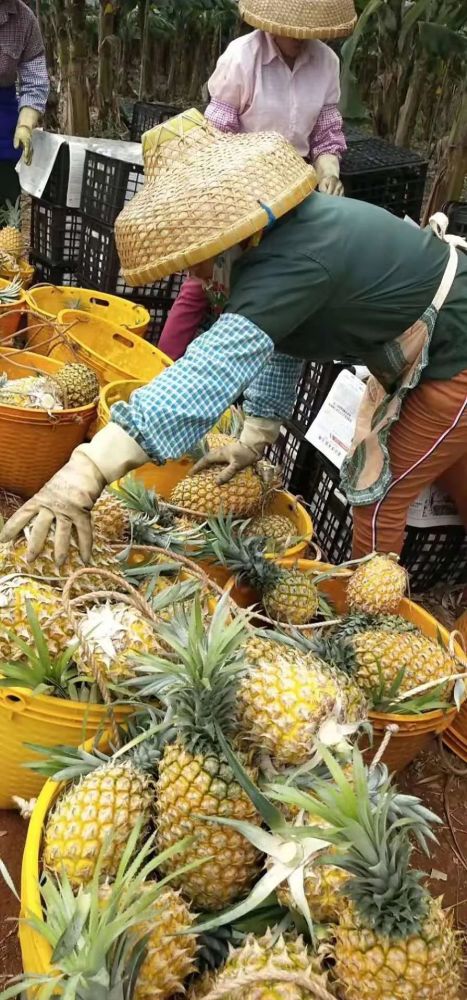 徐聞菠蘿最新價(jià)格及市場(chǎng)走勢(shì)分析，多方觀點(diǎn)解讀市場(chǎng)動(dòng)態(tài)