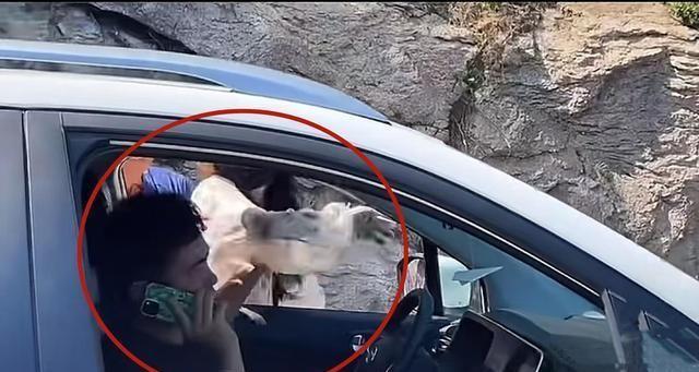 奔馳最新廣告，小明的溫情之旅啟程了