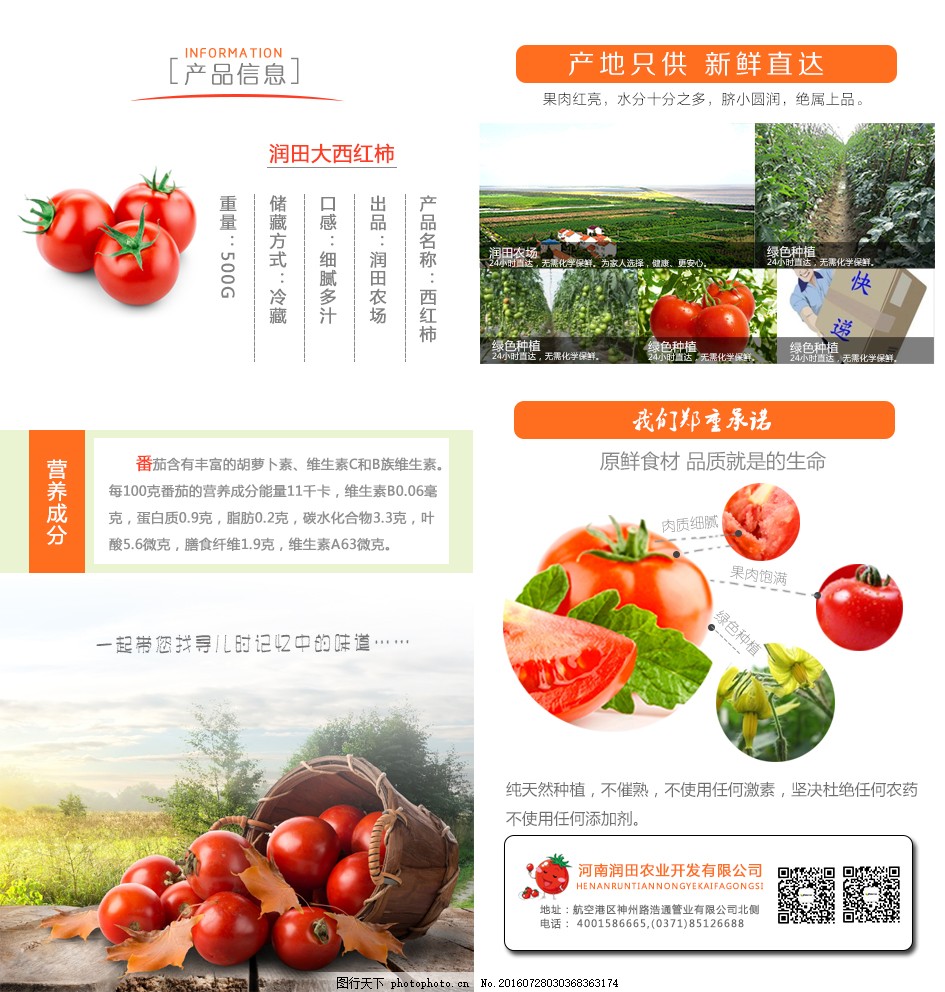 安徽西紅柿產(chǎn)地探秘，自然美景與鮮美西紅柿的邂逅之旅