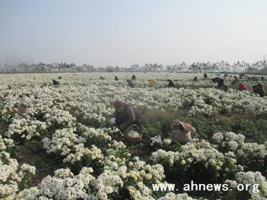 界首最新新聞，學(xué)習(xí)變革的力量，自信與成就感的融合之路