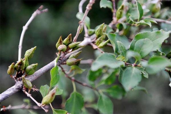 連翹最新價(jià)格走勢(shì)，機(jī)遇中的自信力量與自我成長(zhǎng)展望