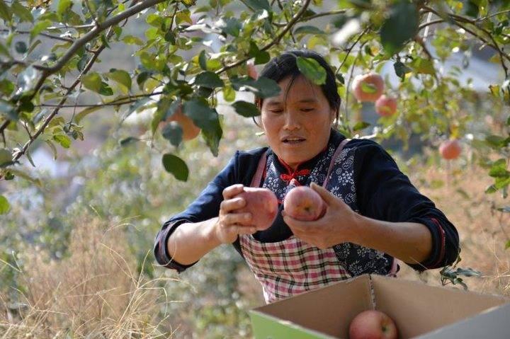 沂源蘋果最新價(jià)格，綠色之旅帶來內(nèi)心的平靜