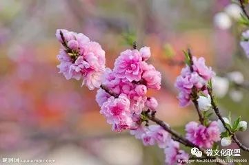 科技巔峰之作桃花開啟未來生活新紀(jì)元，最新章節(jié)預(yù)覽