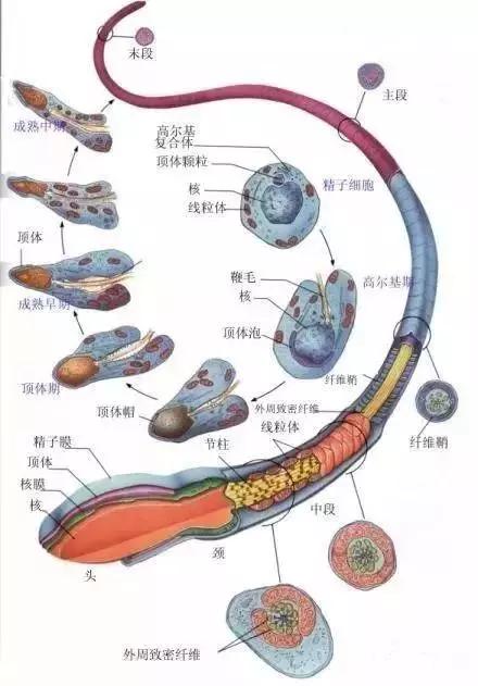 窩精子最新，小巷中的秘密風(fēng)味探索