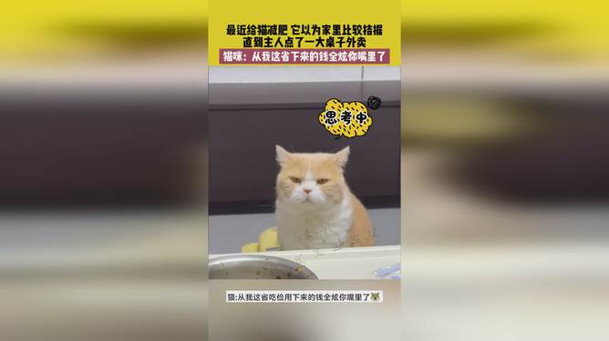 省貓任務(wù)輕松完成指南，最新技能學(xué)習(xí)與任務(wù)執(zhí)行詳細步驟