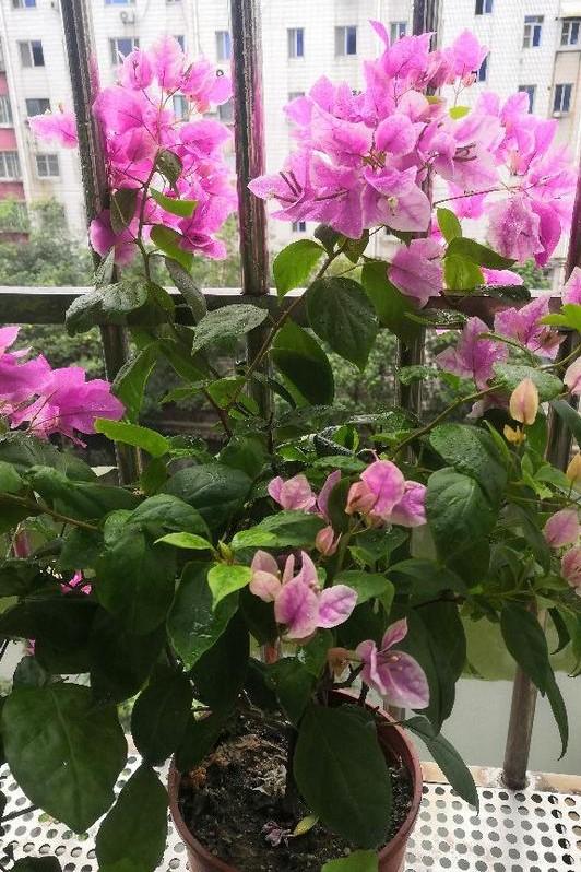 小巷深處的獨(dú)特花語(yǔ)，最新殘花之美