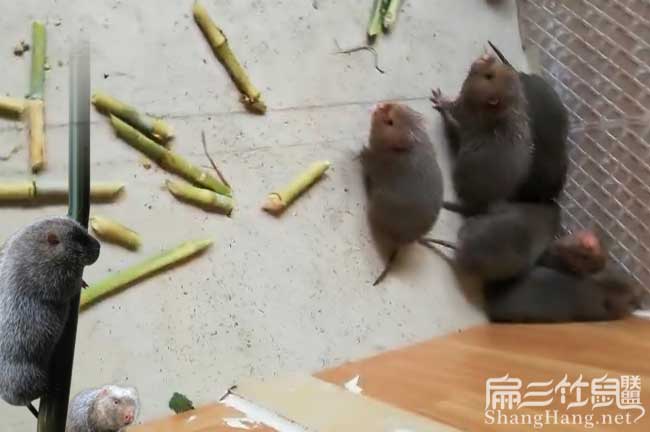 工礦燈具 第75頁