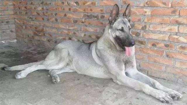 日本最新動態(tài)，溫馨日常趣事與最新情報分享