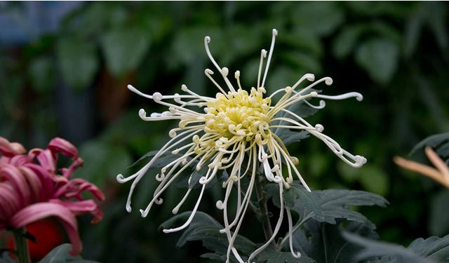 摧花最新配方揭秘，綻放美麗新篇章