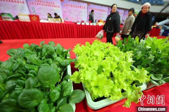 南京最新蔬菜，時代味道與文化脈絡的融合