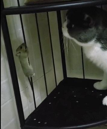 城市隱秘觀察者，灰色老鼠的最新動(dòng)態(tài)觀察