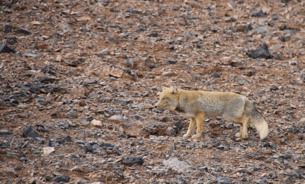 最新野狐，學(xué)習(xí)變化，自信助力夢(mèng)想實(shí)現(xiàn)