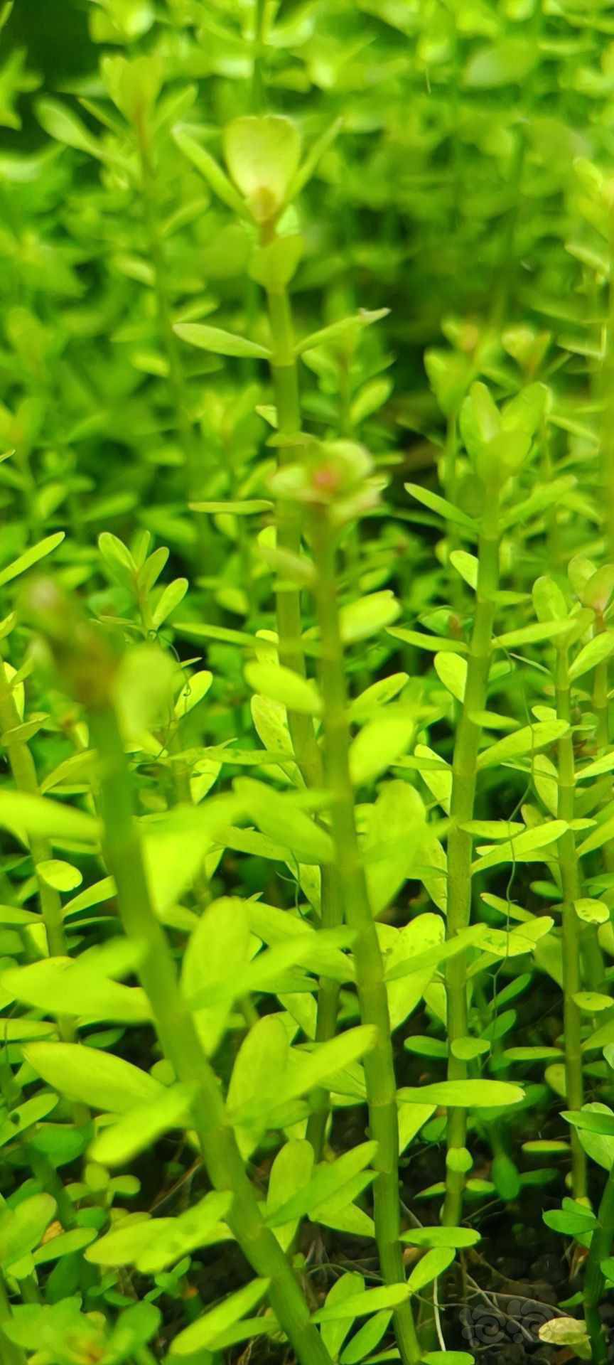 最新福利草草，自然美景之旅，探尋內(nèi)心平和與喜悅的旅程