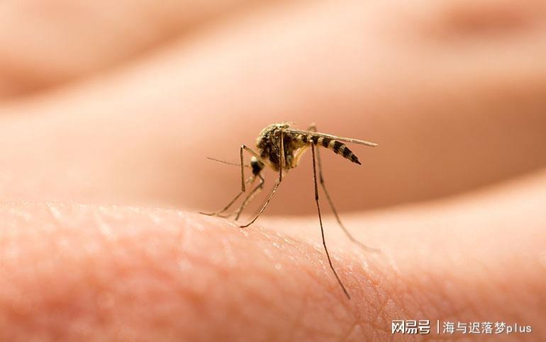 揭秘蚊子世界，最新報(bào)道與防治策略探索
