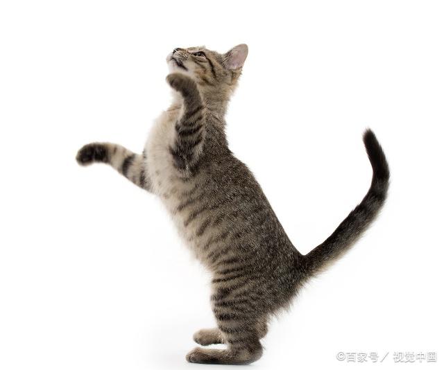 貓咪最新跳轉(zhuǎn)，尋找內(nèi)心平靜的奇妙冒險之旅