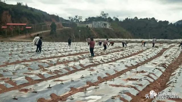 信宜最新肺炎，理解、應(yīng)對與關(guān)愛