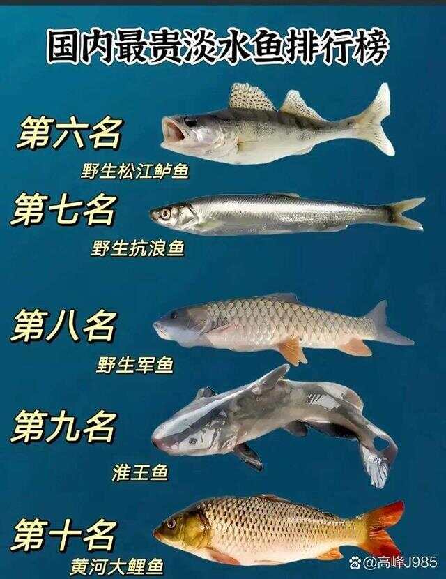 青魚國產(chǎn)最新論述，探索與解析