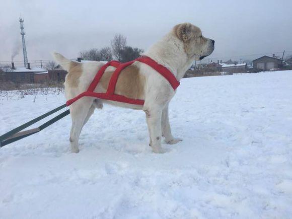 中亞犬，小巷深處的神秘秘境探索