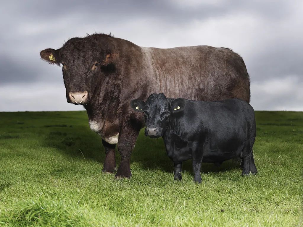 小巷隱藏寶藏，探訪特色小店，領(lǐng)略最牛最新魅力之旅