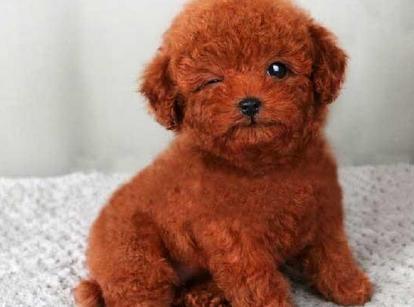 最新小鹿犬，趣事不斷，傳遞溫馨友誼與愛的小使者