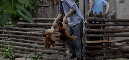 最新版偷雞，從變化中學(xué)習(xí)，擁抱自信，成就非凡之路