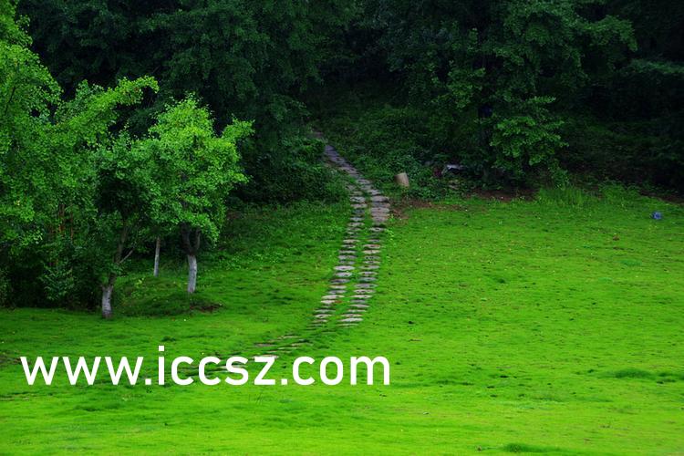 伊人最新一本，日常溫馨趣事與情感紐帶的交織