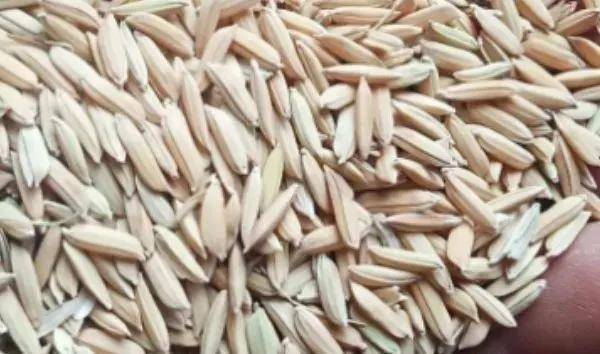 夏鳴星谷子最新科技，點(diǎn)亮生活，科技璀璨引領(lǐng)未來(lái)