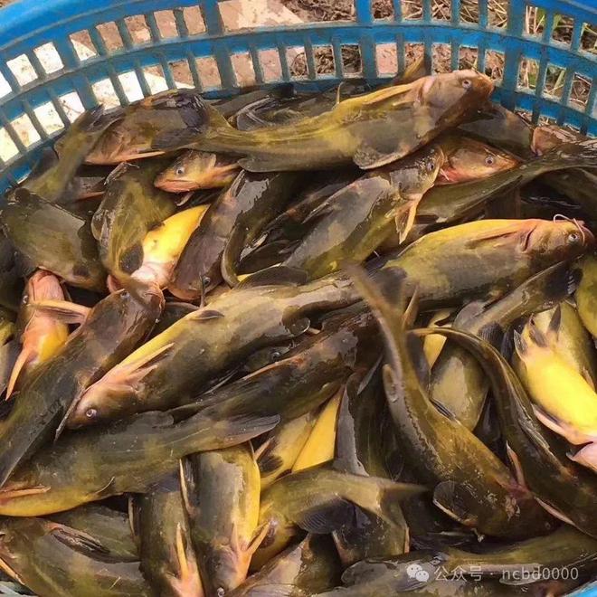 黃顙魚最新報價大全，專業(yè)指南與實時更新